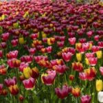 国际人娱乐:打造全球化的文化品牌 o2ds16gk4